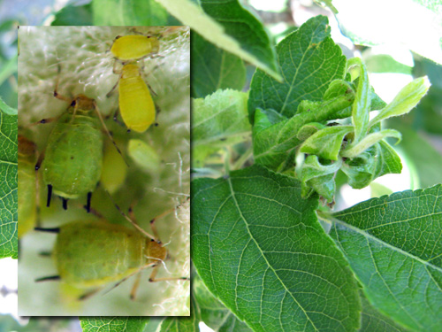 green apple aphid