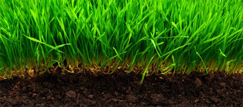 soil grass